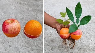 Grow apple tree from orange (OR) Orange tree from apple