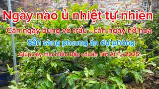 ngày 14 tháng 11 al - các phương án giúp cây mai miền Bắc nở đúng dịp Tết nguyên đán 2025