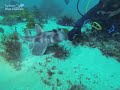 Juvenile Crested Horn Shark Sydney scuba diving South Head dive site