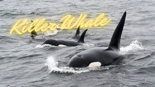 Killer Whale sounds - Relax - Insomnia relief - 30 mins - Non stop