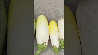 Harvesting Of Organic Vegetables From Rooftop Terrace Garden | 100% Healthy#dishari  #shorts