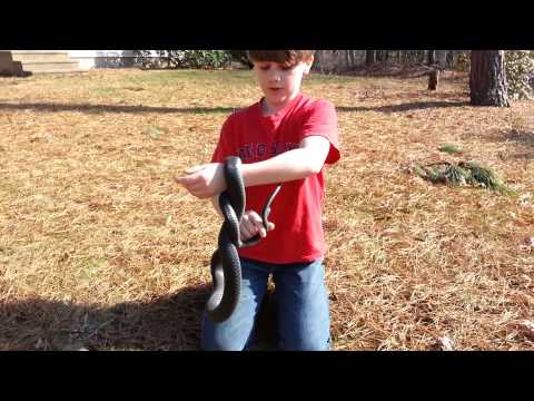 How to Catch a Black Racer (Non-Venomous) Snake How to Catch a Black Racer (Non-Venomous) Snake