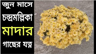 চন্দ্রমল্লিকা মাদার গাছের সংরক্ষন / চন্দ্রমল্লিকা গাছের সম্পূর্ণ পরিচর্যা/How to care Chrysanthemums