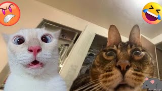 Cute funny Animals videos 2024 🤣-Funniest Cats,Dogs 2024- Funny cat videos try not laugh😺part 56