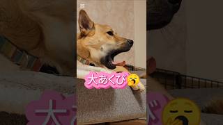 あくび犬#元野犬 #愛犬 #雑種犬 #保護犬 #ミックス犬 #犬のいる暮らし