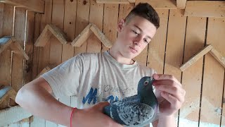 Prezentarea porumbeilor de la Pigeon vlogs.