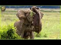 Most Unbelievable Elephant Attacks Caught on Camera | Animal Fighting