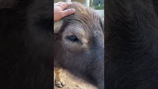 भैंसी लेडीयो है भीर बाट /cute animal buffalo #momos #buffalo #macau #china #nepal #youtubeshorts