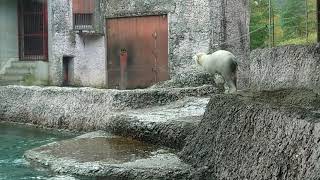 ポロロ（とくしま動物園）１７３０　上陸