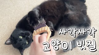 사각사각 고양이 빗질