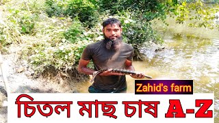 চিতল মাছ চাষ পদ্ধতি।Chitol Fish Farming।