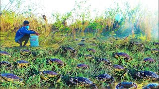 PIS Adventure - Catch A Lot of Crabs at Forest Filed after Water Low Tide