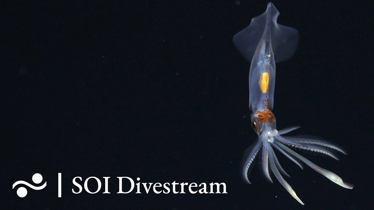 Seamount Jf2 Shallow Soi Divestream 651 Youtube