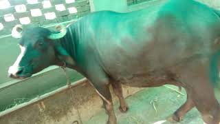 Mahesani buffalo contact number 6351656416