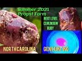 Digging Sapphire & Ruby Lapidary Grade Corundum North Carolina Gem Hunting 2021