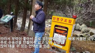 삼나무 조림의 역사와 나무 특징과 사용처