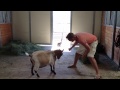 punching a goat in the head. the goat loves it.