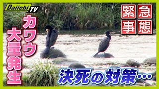 【大量発生】アユを食べ尽くすカワウ… そこで登場した ある”秘密兵器”とは？【every.しずおか特集】