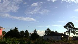 Tree Swallows