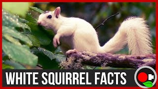 The White Squirrel Phenomenon