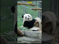 渝可吃笋的时候不忘卖个萌 #panda #pandafushun #cute #adorablepanda #animals #cutepanda #pandalove #pandalife