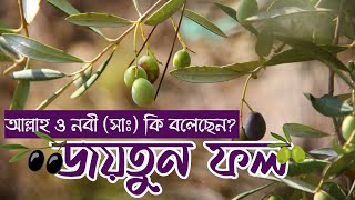 কুরআনে বর্ণিত জয়তুন | জয়তুন ফলের উপকারিতা | jaitun fol | olive oil | জয়তুন তেল | জয়তুন ফল |Do Reacts