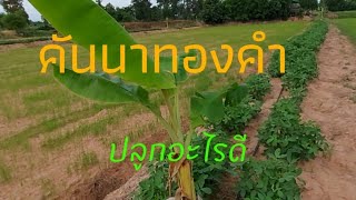 คันนาทองคำ จะปลูกอะไรดี