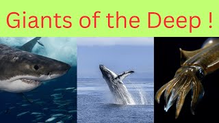 Giants of the Deep Top 5 Colossal Sea Creatures