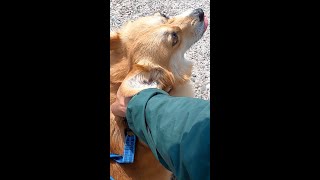 予防注射してさっさと帰るコーギー / corgi vaccinated against rabies #shorts