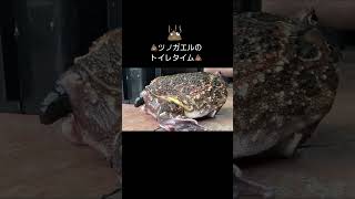 💩💩ツノガエルのトイレタイム💩💩2024.9.22#排泄#frog #pacmanfrog #クランウェルツノガエル #ツノガエル