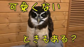 フクロウ 可愛くない時の表情が凄すぎる　　Sometimes he's ugly  | Birds of prey