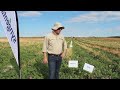 the difference between australian u0026 american watermelon varieties