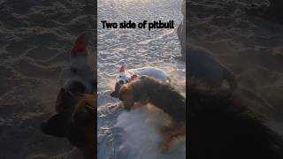 pitbull vs gsd aggression #dog  #shorts #youtube #video