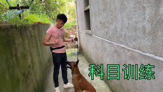 5个月的小马犬第一次科目训练，智商特别高，两个科目一学就会