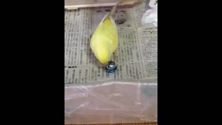 鈴で遊ぶセキセイインコ