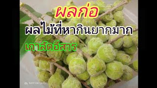 ไปหาเห็ด แต่ได้ผลไม้ป่าที่หากินยาก #ผลก่อ 🌰🌰  #เกาลัดอีสาร🌰🌰