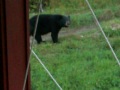 observation de l ours noir dans la réserve faunique de matane