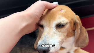 很多人都想像我和霍思燕一样领养一只实验犬，这篇攻略收藏好