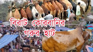 ঐতিহ্যবাহী বাটাজোর কোরবানির গরুর হাট || Batajor goror hat.