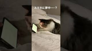 手に注目！　iphone and cat hands