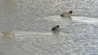 【日本の野鳥】潜ったりしながら餌を探すオオバンの様子2024年2月3日