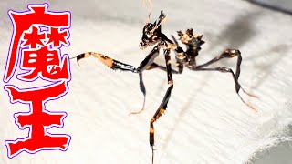 禍々しいカマキリに再挑戦します