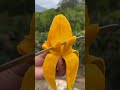 Oddly Satisfying MANGO🥭🥭 Fresh Fruit Cutting In My Farm | How To Cut Fruit In My Farm #shorts