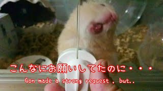 あんなに出してアピールしてたのに・・・Gon made a strong request , but...☆English subtitles ハムスター キンクマハムスター