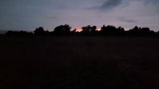 Fireflies in the drizzle at Sapowet Marsh