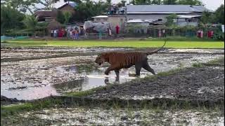 wild  tiger roaming at village