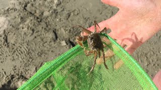 誰でも簡単！砂浜で足の速いカニを捕まえる方法｜スナガニ  Ghost crab（幽霊蟹）