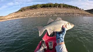 White Bass on the fly