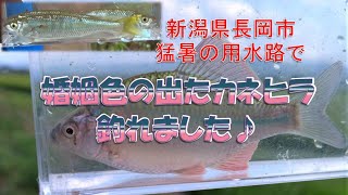 猛暑ですがタナゴ釣り！ It's hot, but it's tanago fishing!