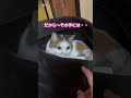 猫 箱入り娘ならぬ・・・